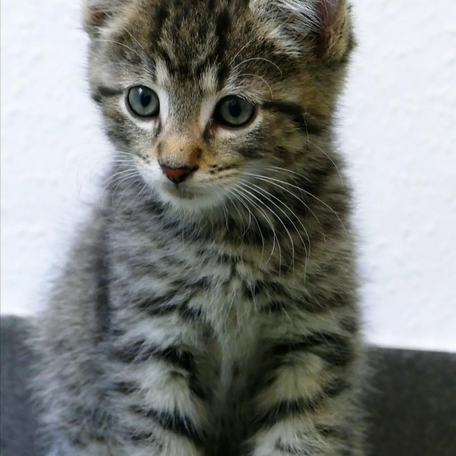 Was erwartet dich bei diesem Lehrgang? | Heimische Heilpflanzen: Erkennen & Verwenden - mit Zertifikat