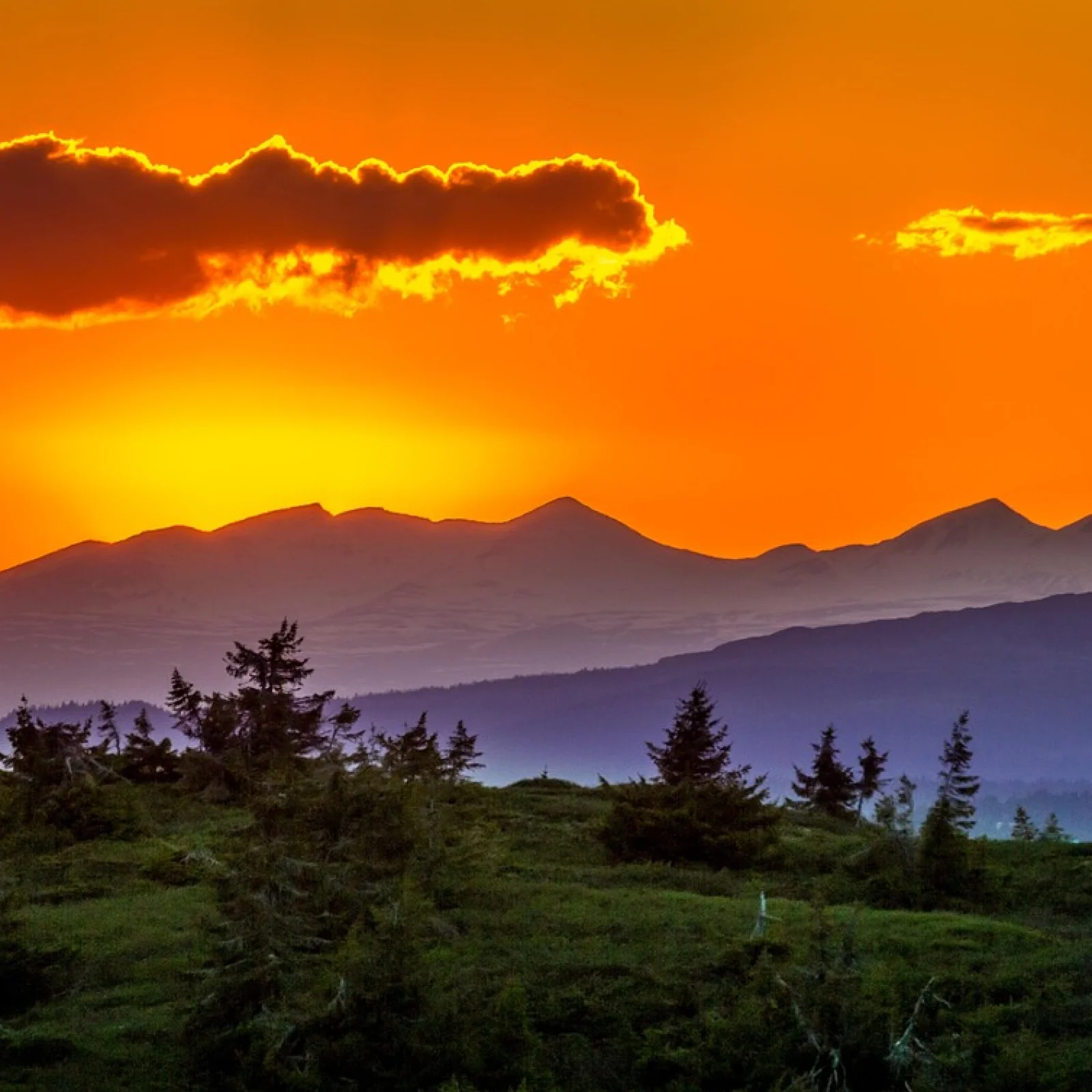 Das war's für dieses Mal | Heimische Heilpflanzen: Erkennen & Verwenden - mit Zertifikat